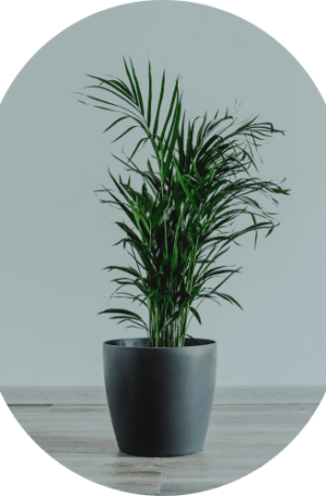 Parlor Palm