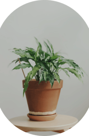 Pathos Plant