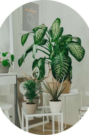 Parlor Palm